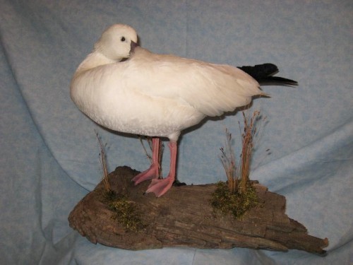 Preening ross goose mount; Aberdeen, South Dakota