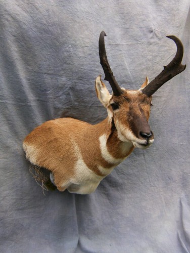 Antelope shoulder mount; Denver, Colorado