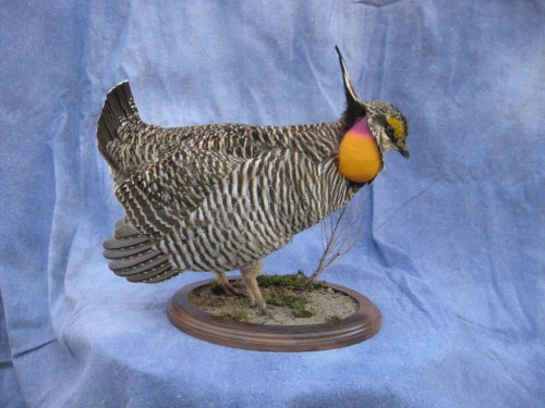 Drumming prairie chicken mount; Kansas