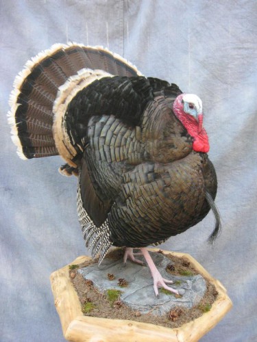 Merriam's wild turkey mount; New Mexico