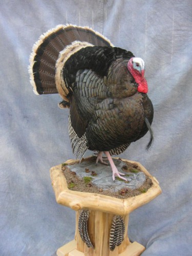 Merriam's wild turkey mount; New Mexico