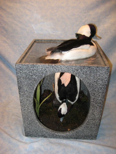 Bufflehead duck mount; Brookings, South Dakota