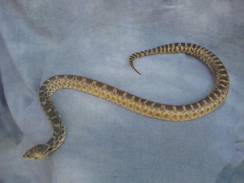 Bull snake mount; Denver, Colorado