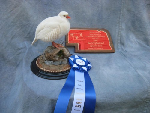 Chukar upland bird mount; Award winner at Nebraska State Taxidermy Competition