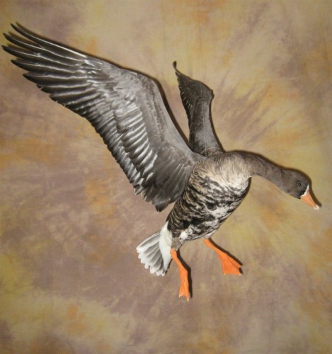 Greater white fronted goose mount; Aberdeen, South Dakota