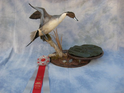 Northern pintail duck mount; Aberdeen, South Dakota