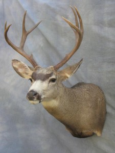 Mule deer shoulder mount game head; Fairplay, Colorado