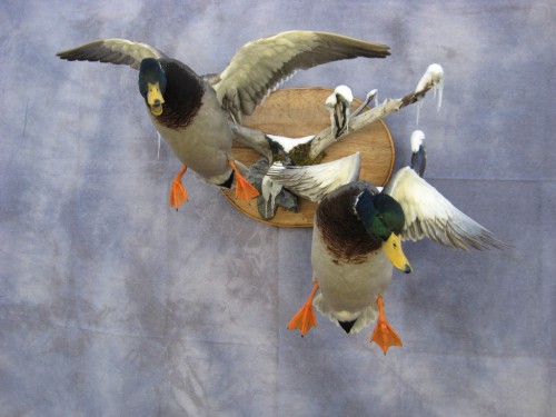 Mallard pair duck mounts; Aberdeen, South Dakota