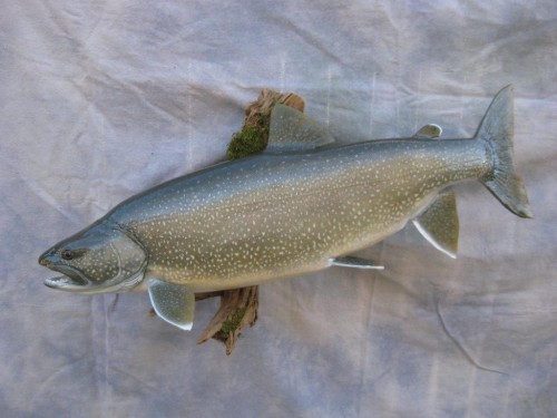 Lake trout mount; Cheyenne, Wyoming