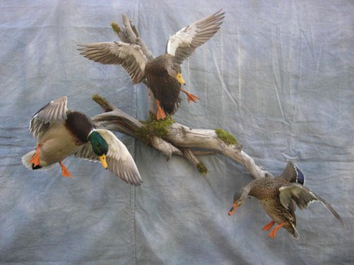 Puddle duck trio mount; Canada and South Dakota