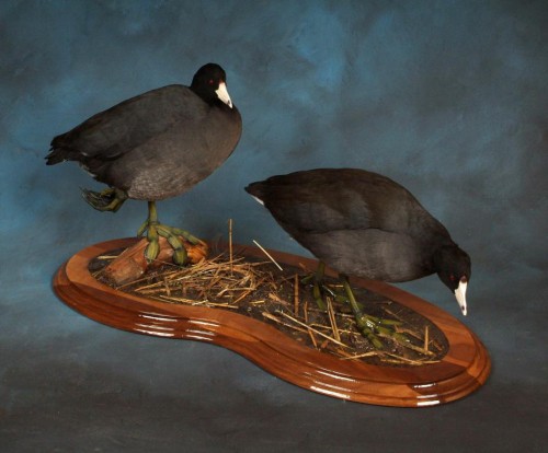 Coot mount pair; Clark County, South Dakota