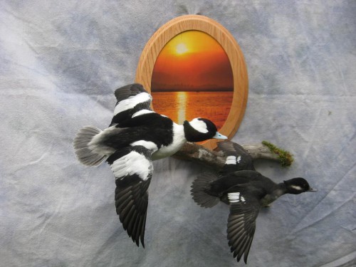 Bufflehead duck pair mount; Fort Morgan, Colorado