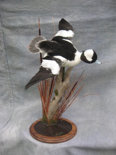 Bufflehead duck mount; Orchard, Colorado