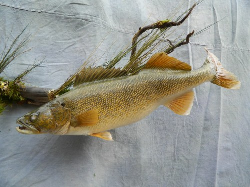 Walleye and shiner fish mount; Denver, Colorado