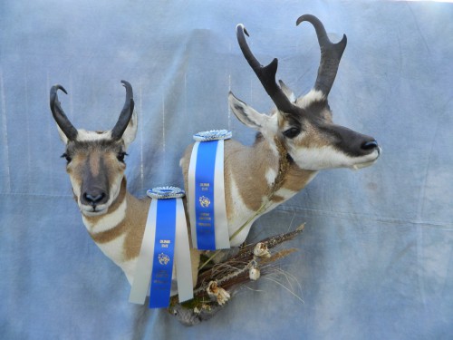 Antelope pair shoulder mounts; Award winner in Colorado and Nebraska