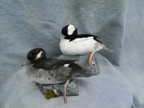 Bufflehead drake and hen duck mounts; eastern Colorado