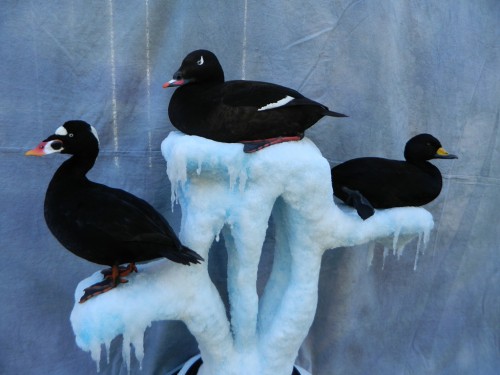 Surf, white-winged, and black scoter sea duck mounts; Long Island, New York