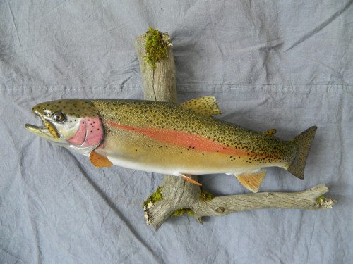 Rainbow trout mount; Rocky Mountains, Colorado