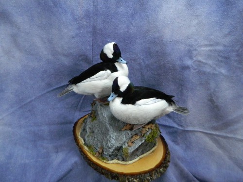 Bufflehead drake duck mounts; Arkansas