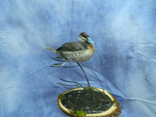 Ruddy duck mount; Arkansas