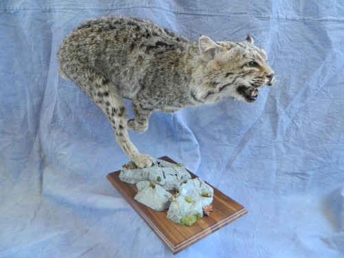 Bobcat life size mount; Rifle, Colorado