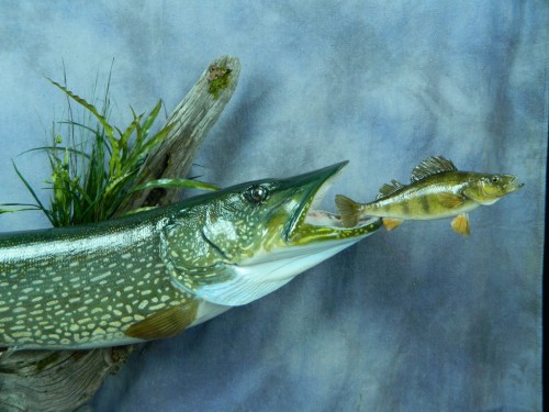 Northern pike chasing perch replica mount - fish closeup; Aberdeen, South Dakota