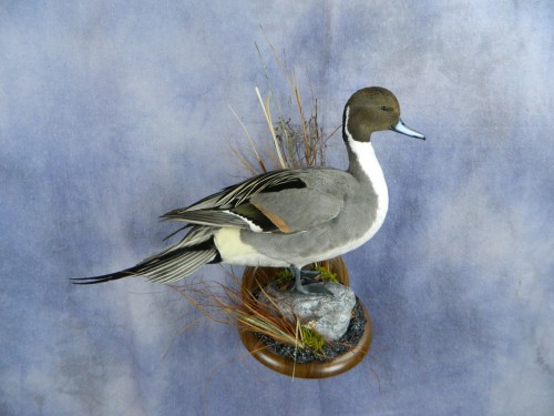 Northern pintail duck mount; Aberdeen, South Dakota