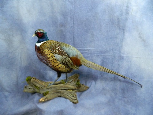 Standing ringneck pheasant mount; Aberdeen, South Dakota