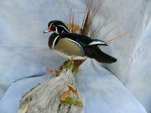 Standing wood duck mount; Aberdeen, South Dakota