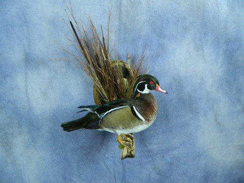 Wood duck wall mount; Warner, South Dakota