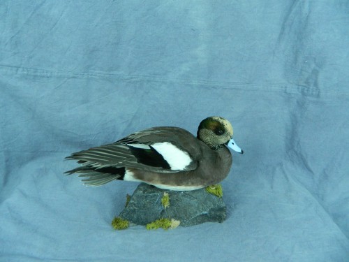 American wigeon duck taxidermy mount; Aberdeen, South Dakota