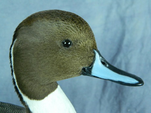 Northern pintail duck mount; Montrose, Colorado