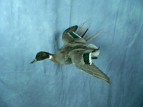 Northern pintail X mallard duck mount; Aberdeen, South Dakota