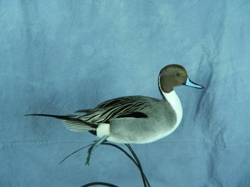 Northern pintail duck mount; Montrose, Colorado