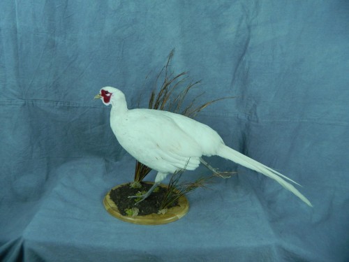 White pheasant taxidermy mount; Aberdeen, South Dakota