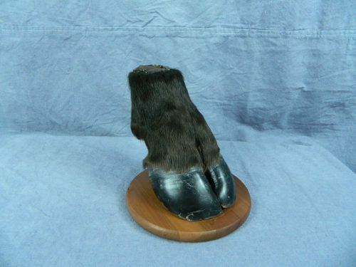 Bison hoof mount; Rapid City, South Dakota