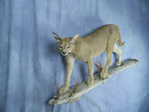 Caracal walking lifesize mount; South Africa