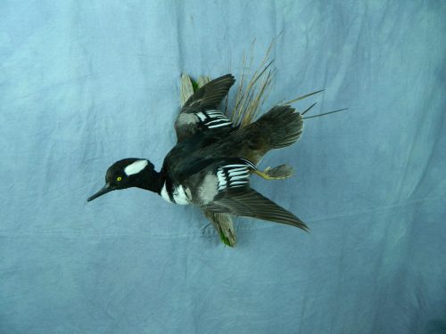 Flying hooded merganser mount; Redfield, South Dakota