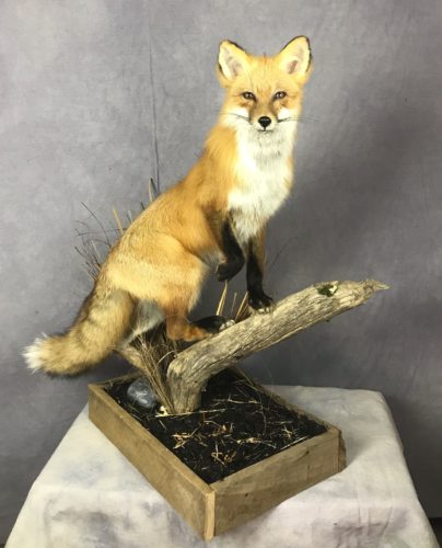 Red Fox - Columbia, SD