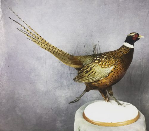 Running Ring-Neck Pheasant Mount; Aberdeen, SD