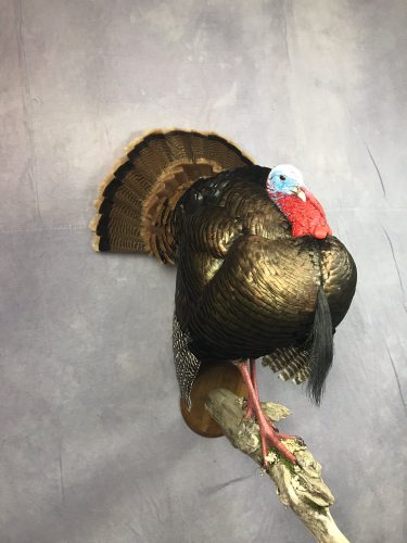 Strutting Wild Turkey Wall Mount; South Dakota