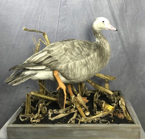 Goose Mount Eastern SD Custom Cornfield Habitat