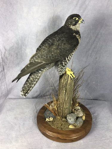 Gyrfalcon Mount - Pen Raised