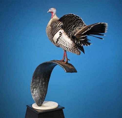 Hen Turkey Mount North American Champion Half Strut