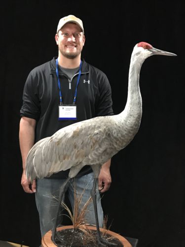 Sandhill Crane Mount; World Champion