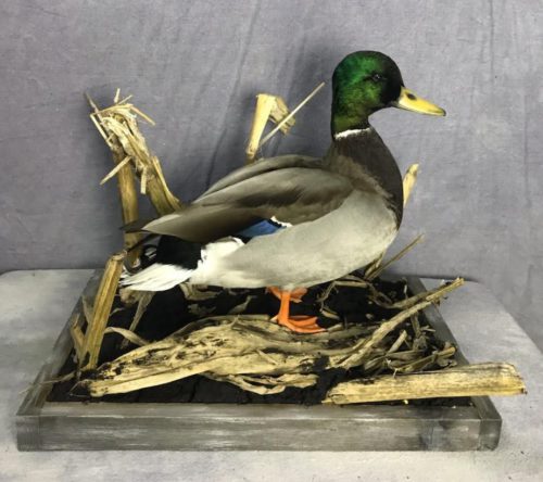 Mallard Mount Custom Cornstalk Base Eastern SD