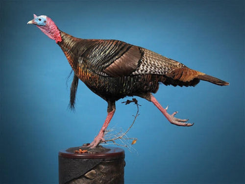 North American Champion Eastern Turkey Running Mount South Dakota