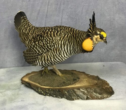 Prairie Chicken Tabletop Mount - South Dakota