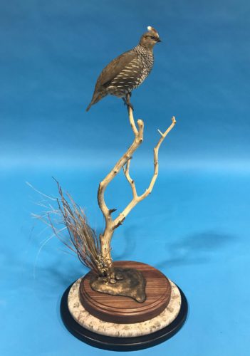 Tabletop Scaled Quail Mount Arizona