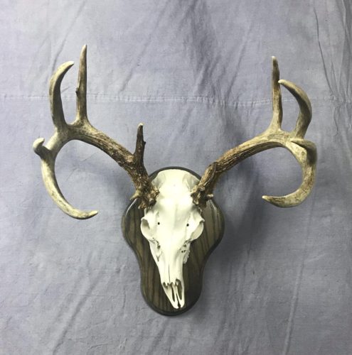 White Tailed Deer European Mount Unique Skull Shape SD